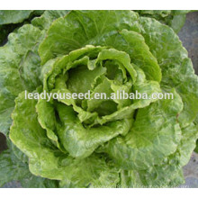MLT07 Licui высокой стойкостью к теплу китайский салат семена овощных культур 